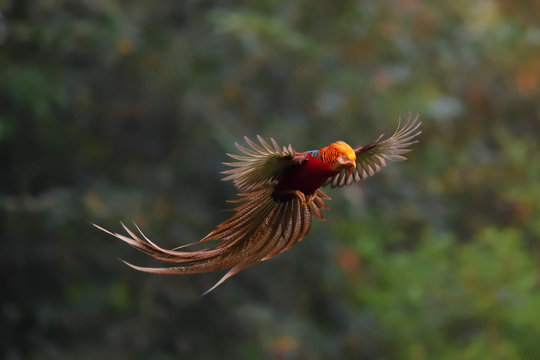 Golden pheasant male with wings spread