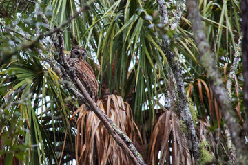 Well camouflaged Barred Owl peers down from a pine tree branch with palm fronds in the background