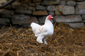 free-range chickens