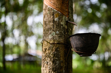 Tapping latex rubber tree, Rubber Latex extracted from rubber tree, harvest in Thailand.