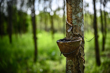 Tapping latex rubber tree, Rubber Latex extracted from rubber tree, harvest in Thailand.
