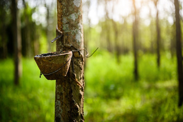 Tapping latex rubber tree, Rubber Latex extracted from rubber tree, harvest in Thailand.