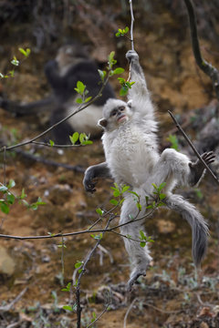 Young Black and white snub nosed monkey hang in a tree