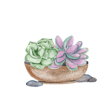 Watercolor hand-drawn illustration with succulents in pot. Watercolor graphic for fabric, postcard, wedding or greeting card, book, poster, tee-shirt, banners, emblems, logo. Illustration.