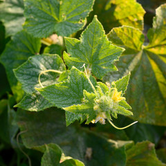 organic cucumber cultivation