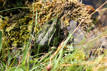 green toad at a pond in summer