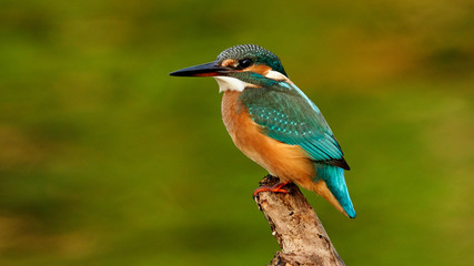 Common Kingfisher Alcedo Atthis O Seixo