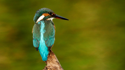 Common Kingfisher Alcedo Atthis O Seixo