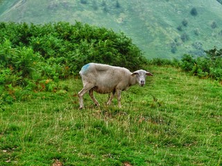cow on a meadow