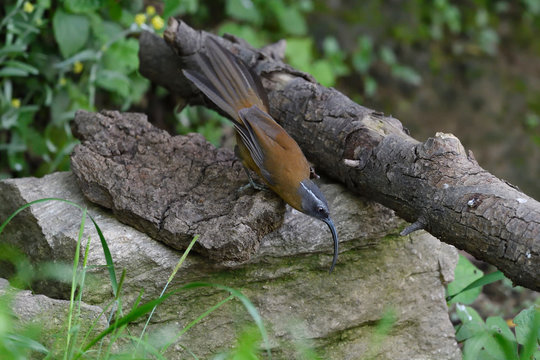 Rarely photographed bird