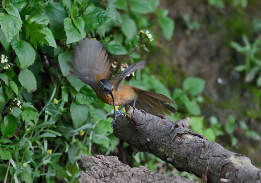 Rarely photographed bird