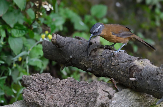 Rarely photographed bird