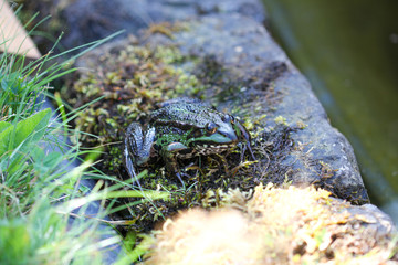 green toad at a pond in summer