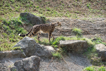 チーター