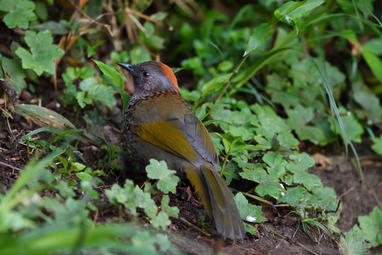 Laughingthrush bird sit on the forest ground