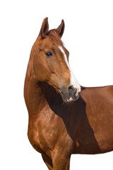 portrait of a horse isolated on white background