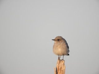 Oenanthe melanura
