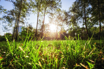 Close up green grass field with blur park background, Spring and summer nature concept