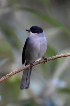 Black-headed sibia bird sit on a tree branch