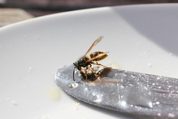 wasp on knife with honey in sunshine