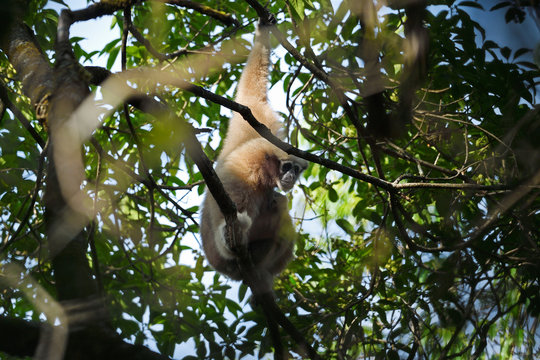 Skywalker hoolock gibbon in a tree