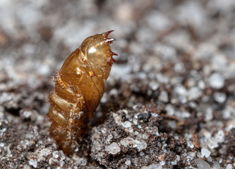 insect earth larva on the sand