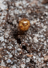 insect earth larva on the sand