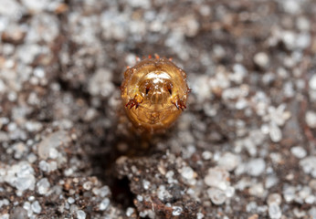 insect earth larva on the sand