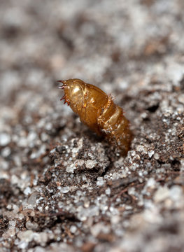 insect earth larva on the sand