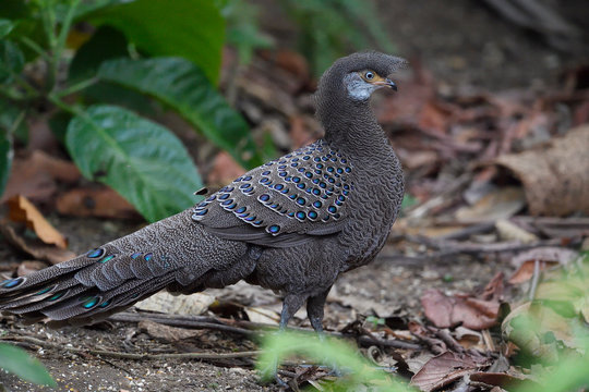 Grey peacock-pheasant in the forest