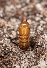 insect earth larva on the sand