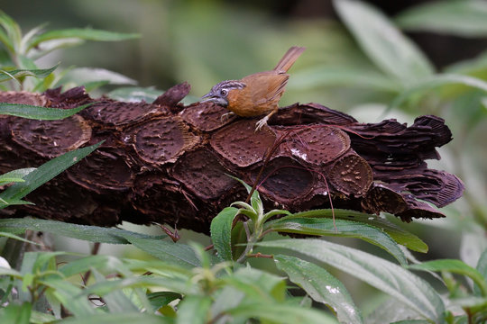 Grey-throated babbler on a tree trunk