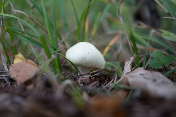 Грибочки(mushroom)