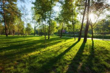 Fototapeta na wymiar Green park with lawn and trees in a city at summer morning