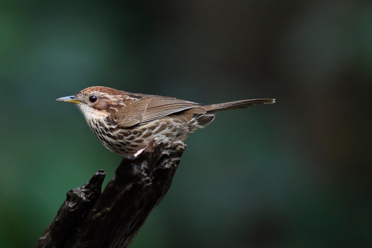 Babbler bird on a tree trunk