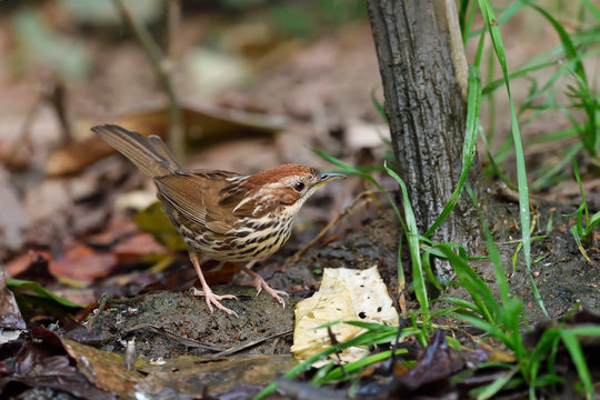 Babbler bird on the forest ground