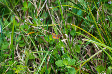 A single orange and black patterned Phaon Crescent Butterfly briefly rests on a green leaf