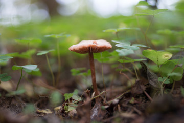 Грибочки(mushroom)