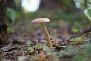 Грибочки(mushroom)