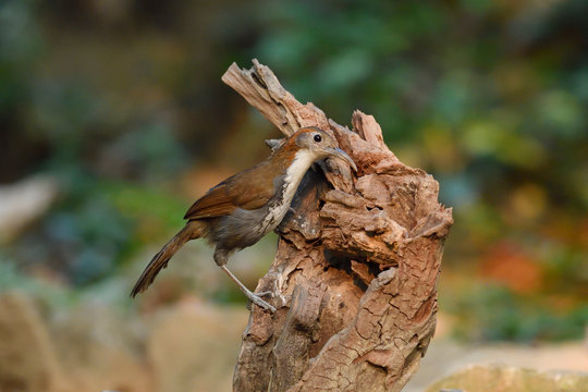 Large scimitar babbler bird on a tree trunk
