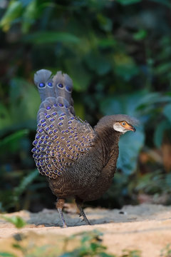 Grey peacock-pheasant in the forest