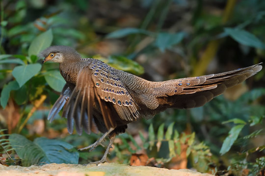 Grey peacock-pheasant in the forest