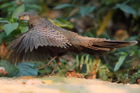 Grey peacock-pheasant in the forest