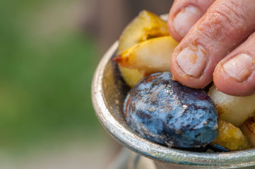 Machine for grinding fruit. Grinding of plums