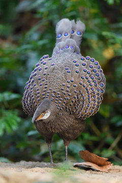 Grey peacock-pheasant in the forest