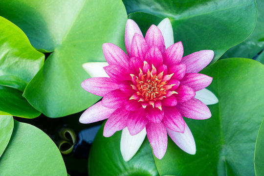 Pink lotus flower with green leaf lotus in the garden.