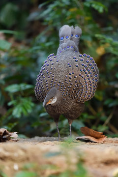 Grey peacock-pheasant in the forest