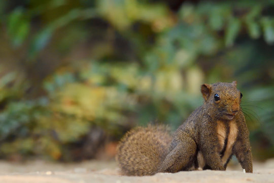 Anderson's squirrel sit on the ground