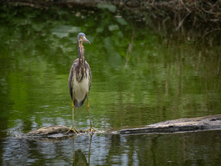 Tricolored Heron fishing