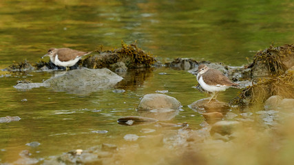 Common Sandpiper Actitis hypoleucos